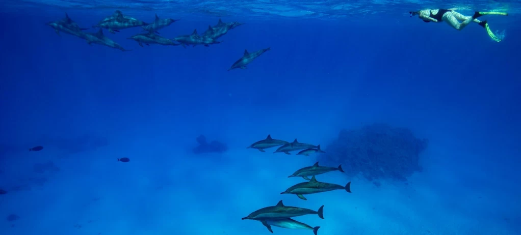 Snorkeling Tour At Satayh Dolphin Reef Marsa Alam 